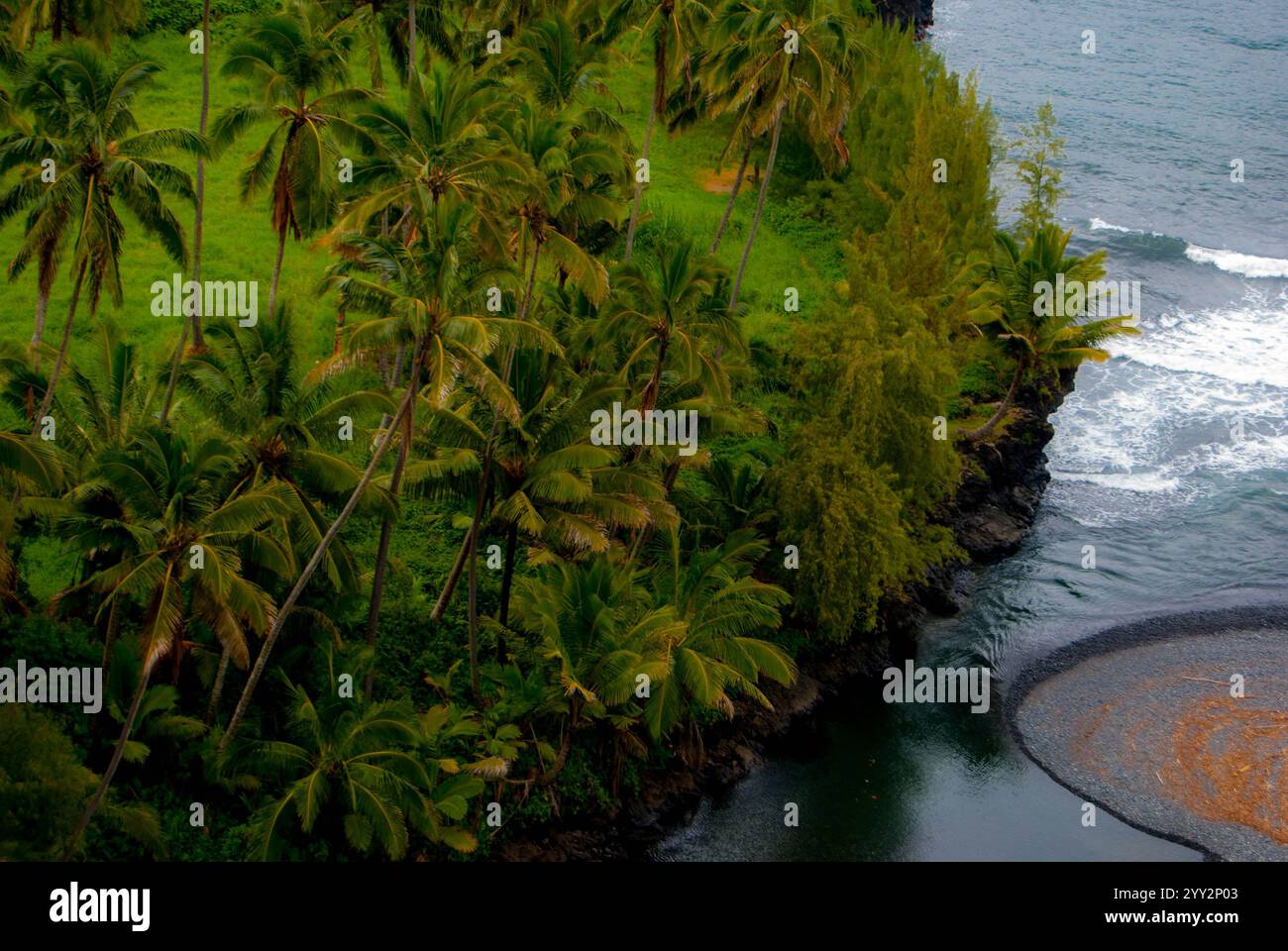 Palms in hawaii palm hi-res stock photography and images - Alamy