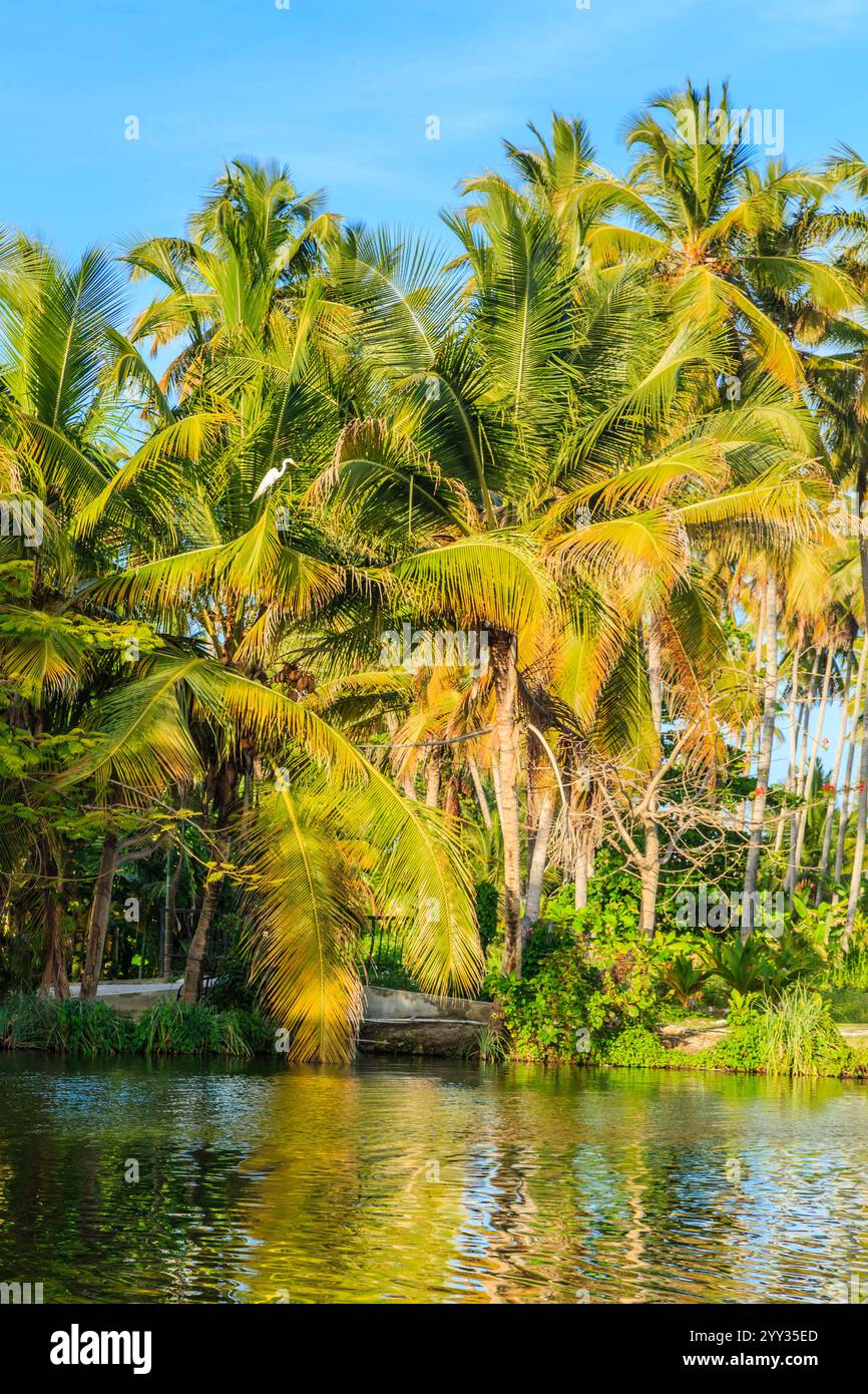 Forest of palm trees hi-res stock photography and images - Alamy