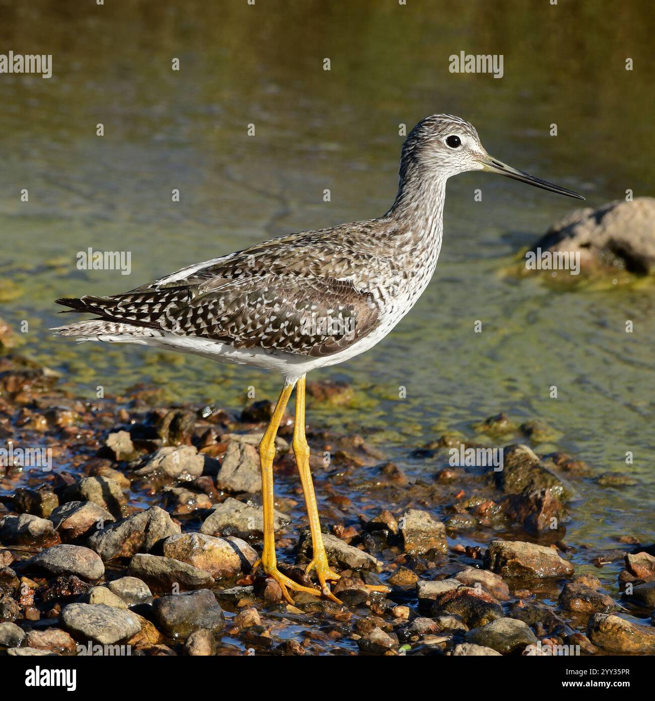 Greater blue wing hi-res stock photography and images - Alamy