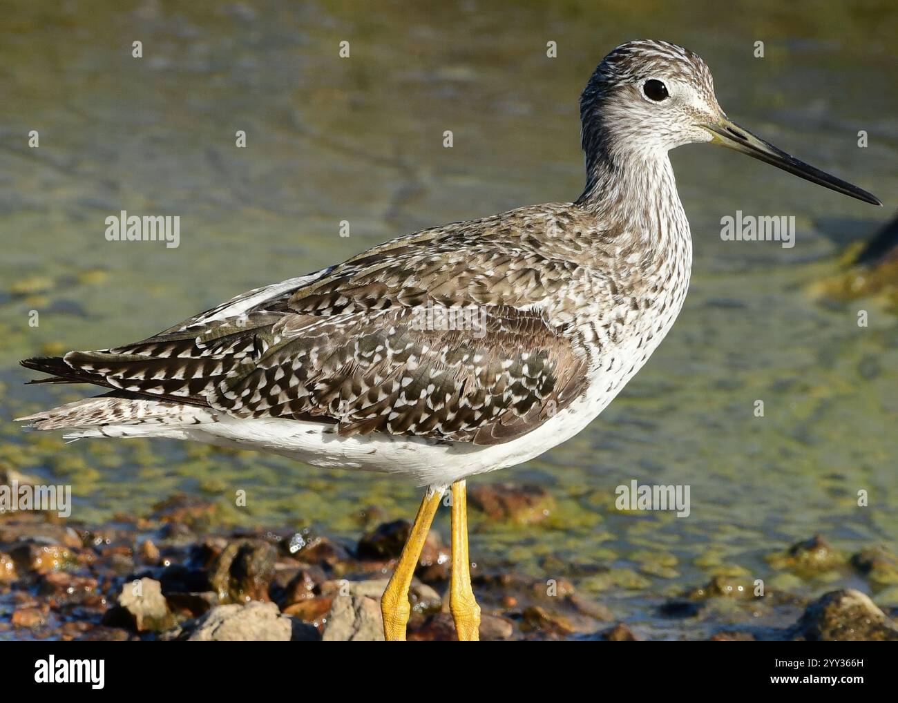 Greater yellow legs hi-res stock photography and images - Alamy