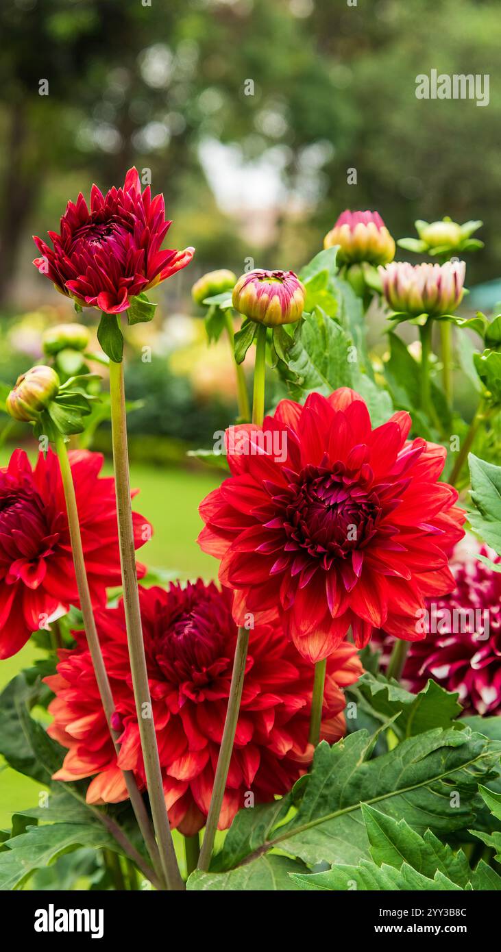 Dahlias are vibrant, multi-petaled flowers known for their striking colors and unique shapes. Native to Mexico. Stock Photo