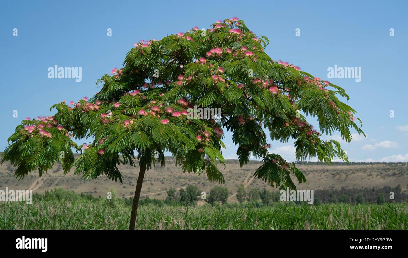 A vibrant Albizia julibrissin tree, also known as the Persian silk tree, stands in a lush countryside landscape in Georgia. Its delicate pink blossoms Stock Photo
