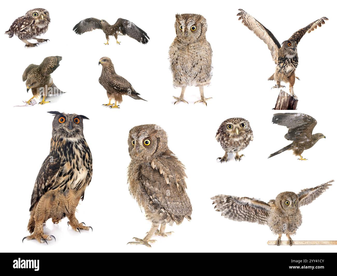 bird of prey pictures in front of white studio Stock Photo