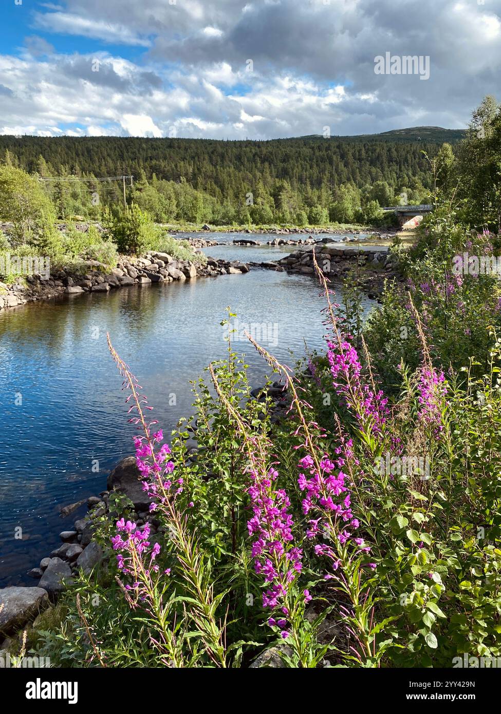 Flowers on the shore of the Fjord in Norway - Smartphone Captured Stock Image