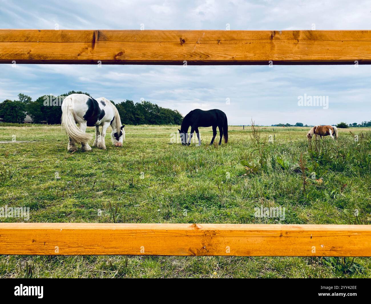 Three Horses grazing on the field in Germany - Smartphone Captured Stock Image
