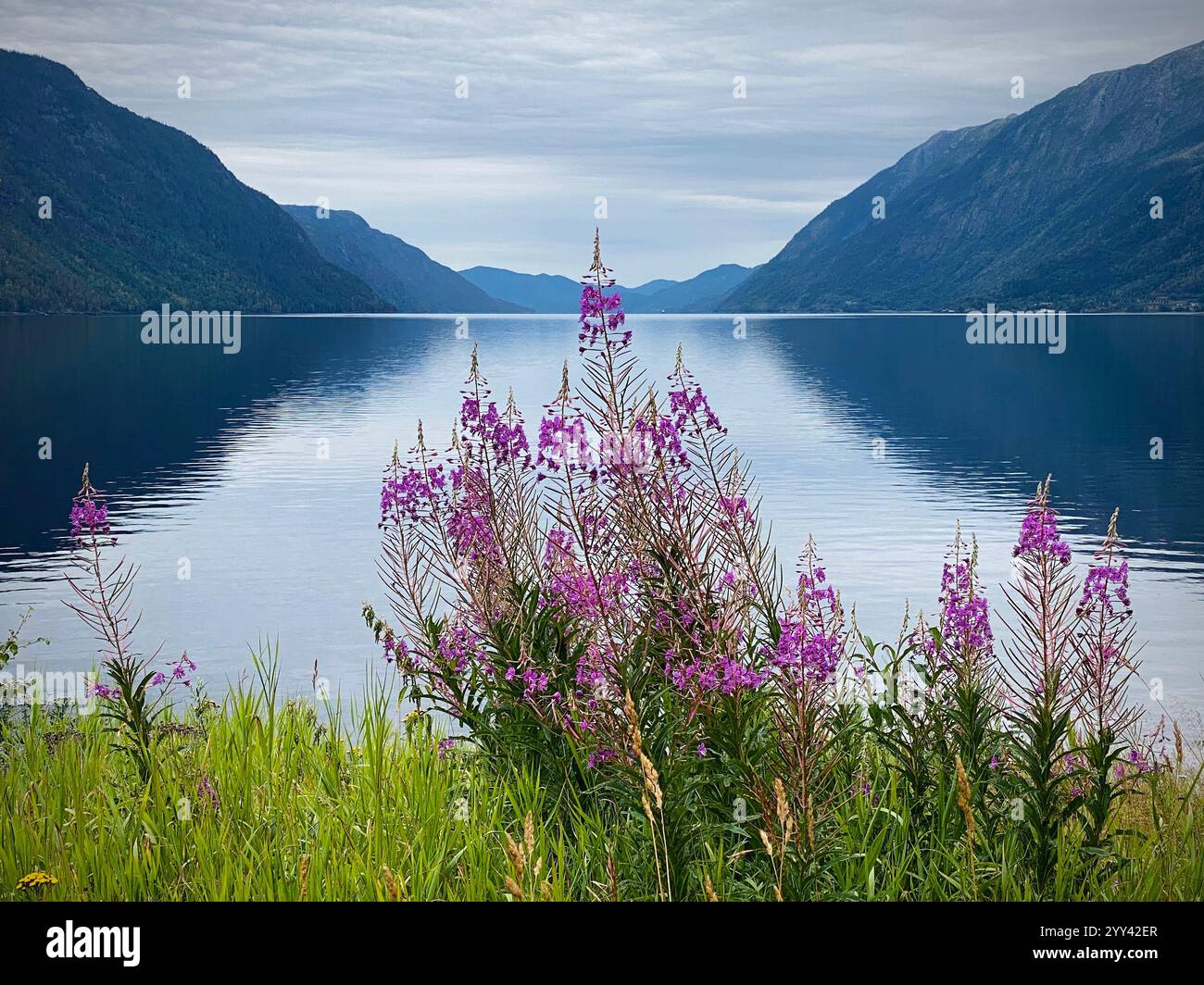 Flowers on the shore of the Fjord in Norway - Smartphone Captured Stock Image