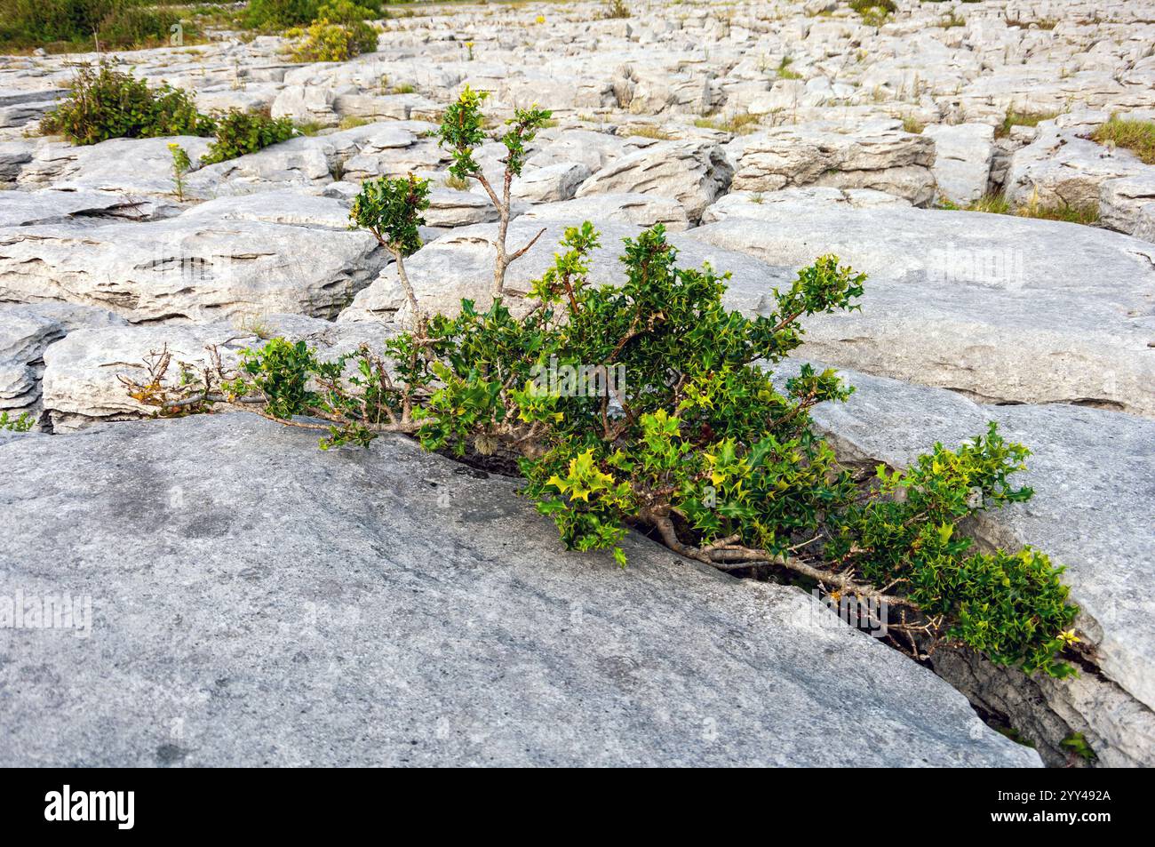 Fungus growing on rocks hi-res stock photography and images - Alamy