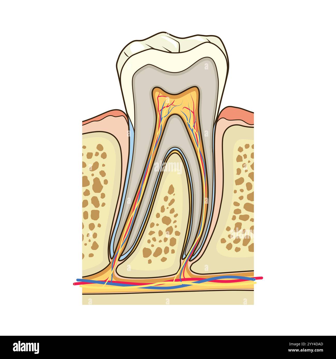 Tooth Scructure Tooth anatomy medical vector hi-res stock photography and images - Alamy