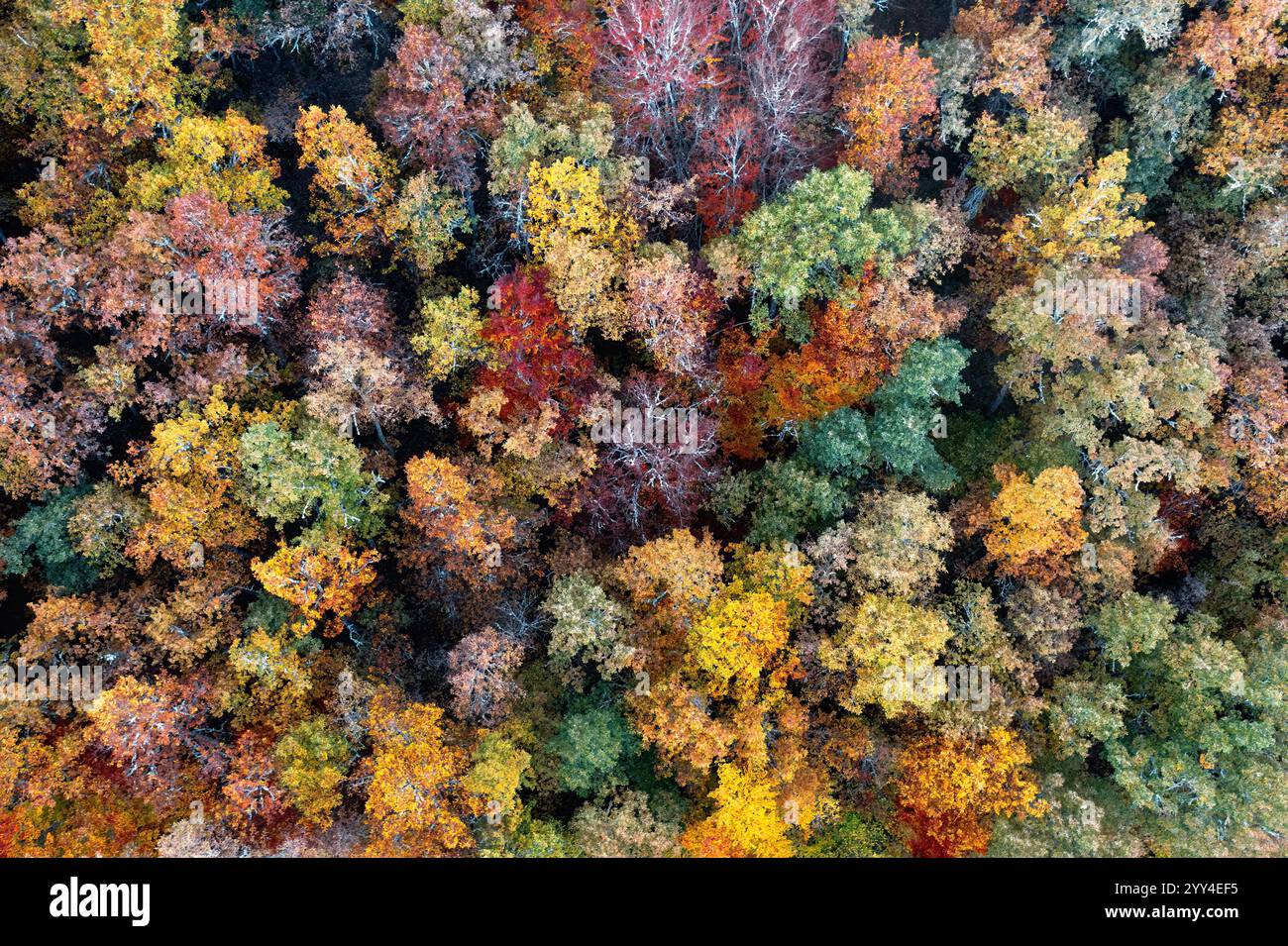 Aerial forest mountain assorted trees hi-res stock photography and ...