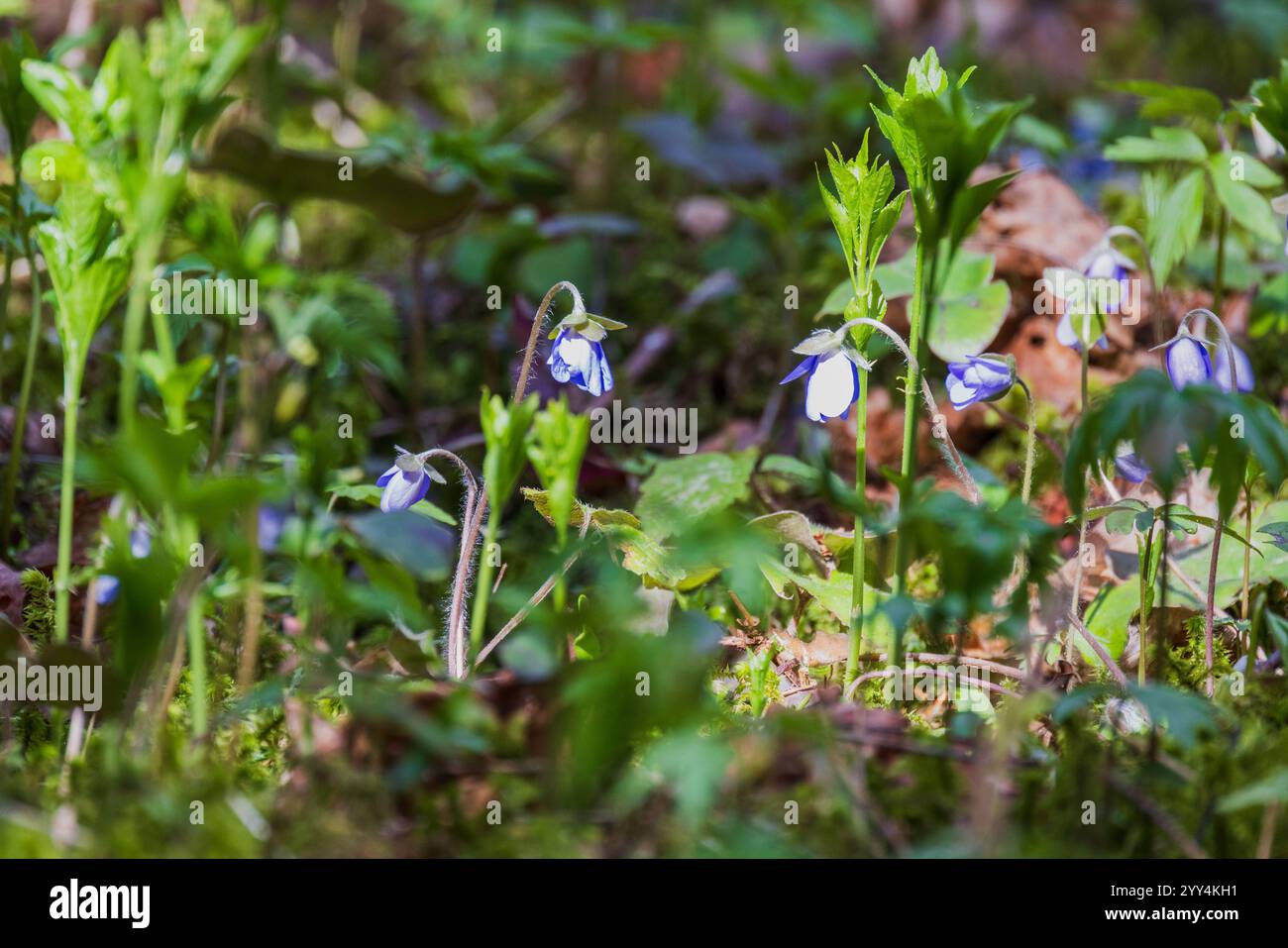 Wild spring blue flowers grow in the forest Stock Photo - Alamy
