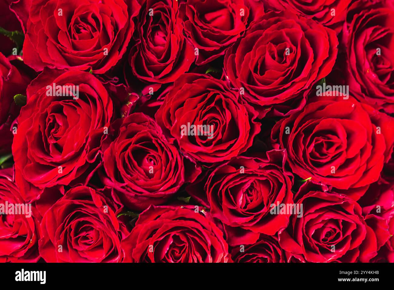 Scarlet red roses hi-res stock photography and images - Alamy