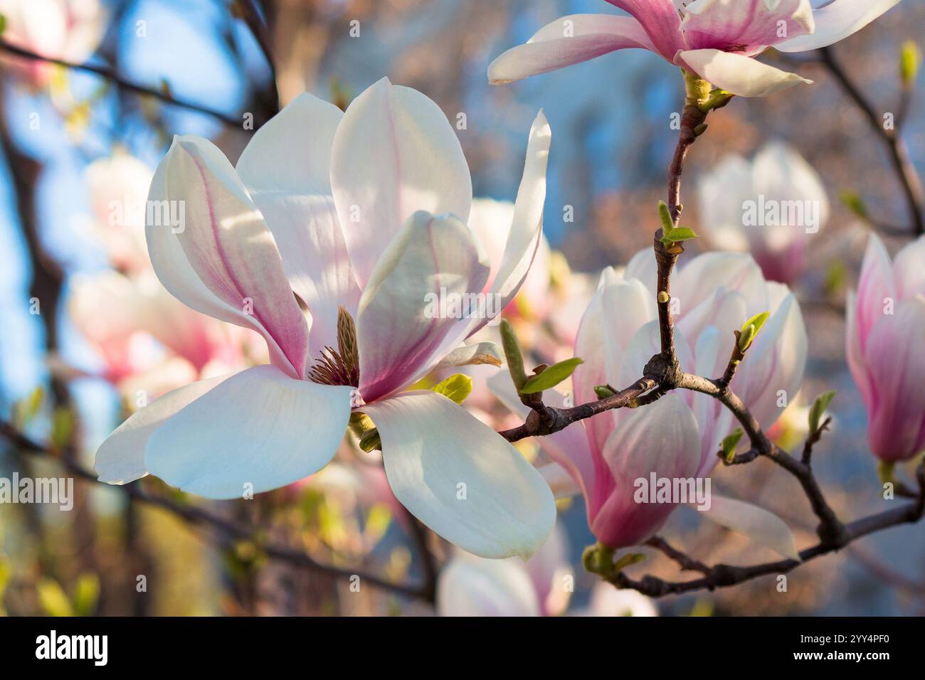 blooming magnolia in morning light. pink flowers on the branches of soulangeana tree in spring Stock Photo