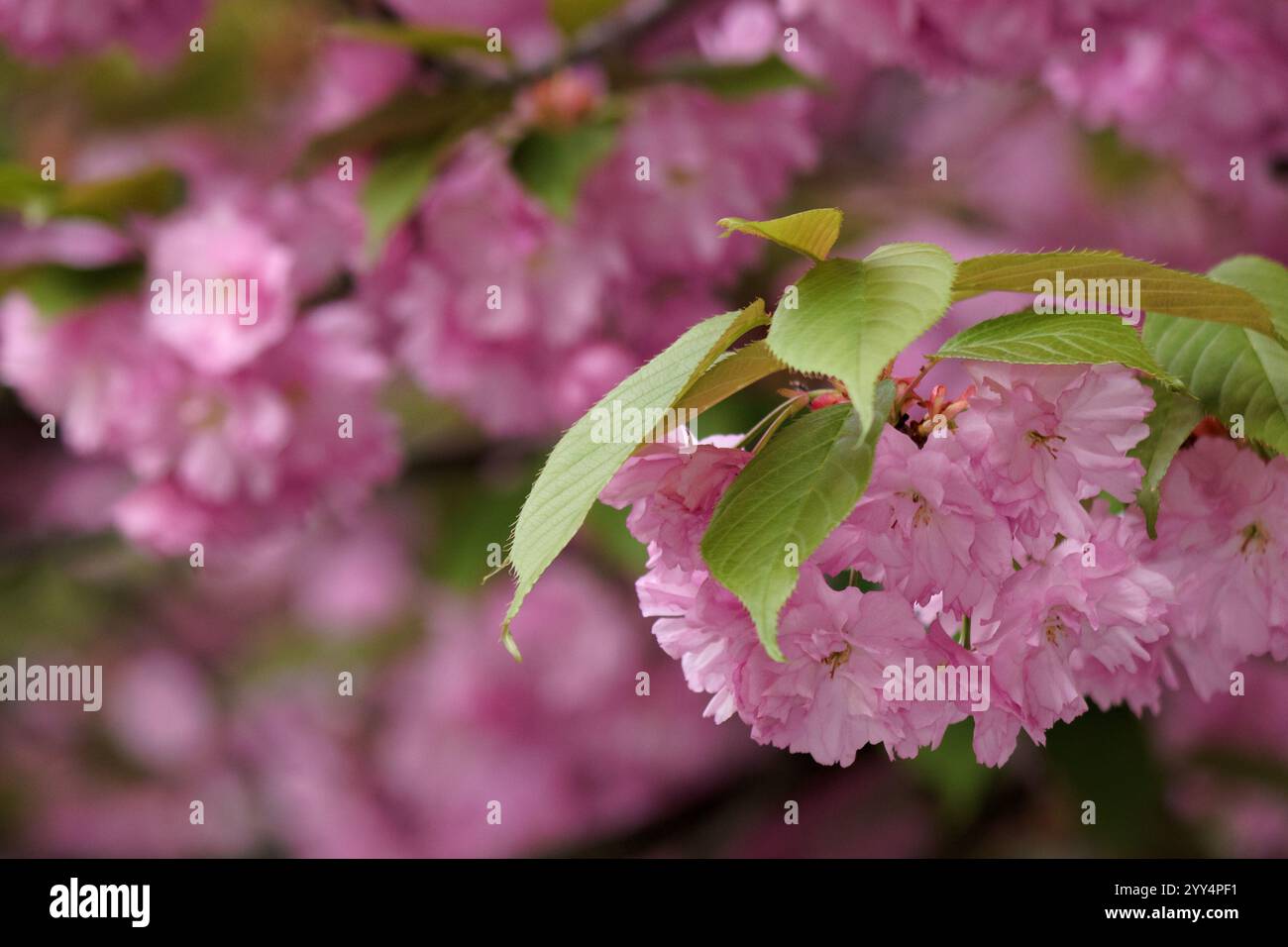 lush cherry blossom. tender twig. closeup of japanese kanzan sakura in spring. hanami holidays in uzhhorod, ukraine. pink flowering tree. scenic view Stock Photo