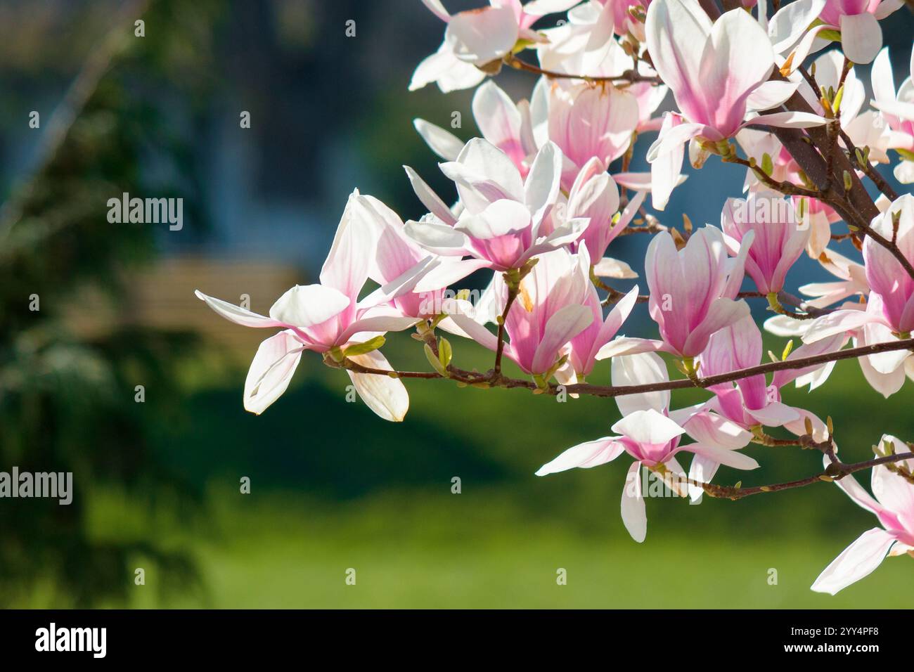 blooming magnolia in morning light. beautiful garden plant. pink flowers on the branches of soulangeana tree in spring. fragrant springtime Stock Photo