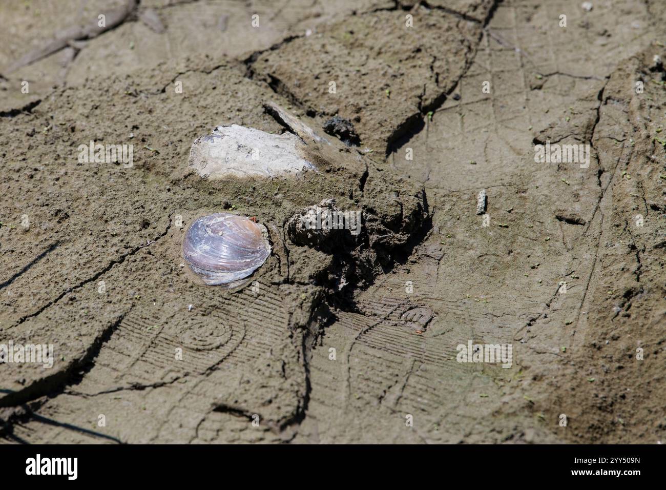 Dead dried-up river shore with molluscs shell and snails. Ecological ...