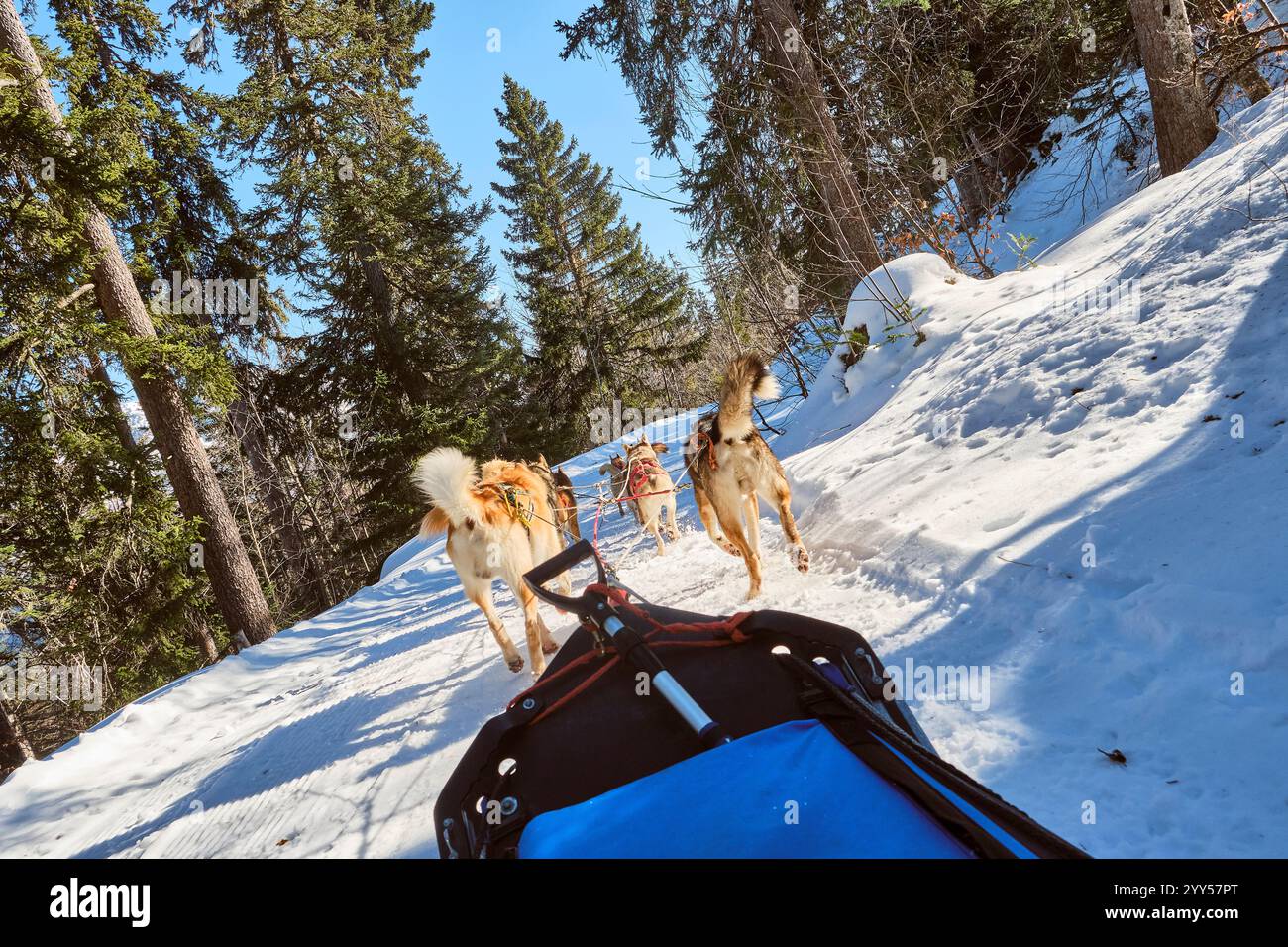 Aillon-le-Jeune (French Alps, Savoy, eastern France): sleigh ride on snow-covered trails of the Aillons-Margériaz skiing area. Sled dogs Stock Photo