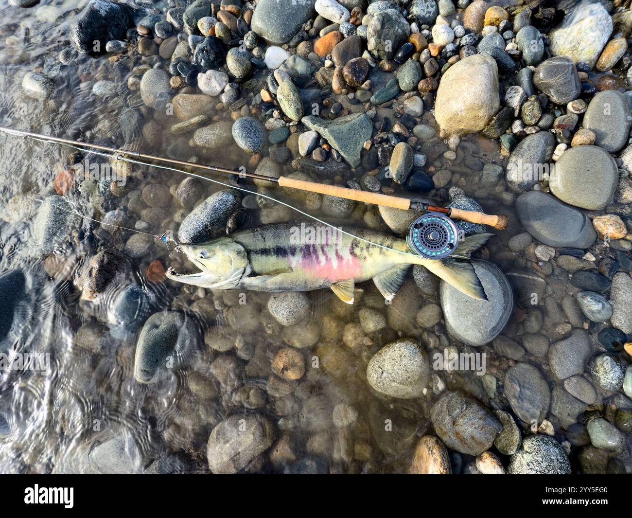 Top view of large native Chum salmon with fly fishing gear on Skagit river bank in Washington state. The salmon was release unharmed. - Smartphone Captured Stock Image
