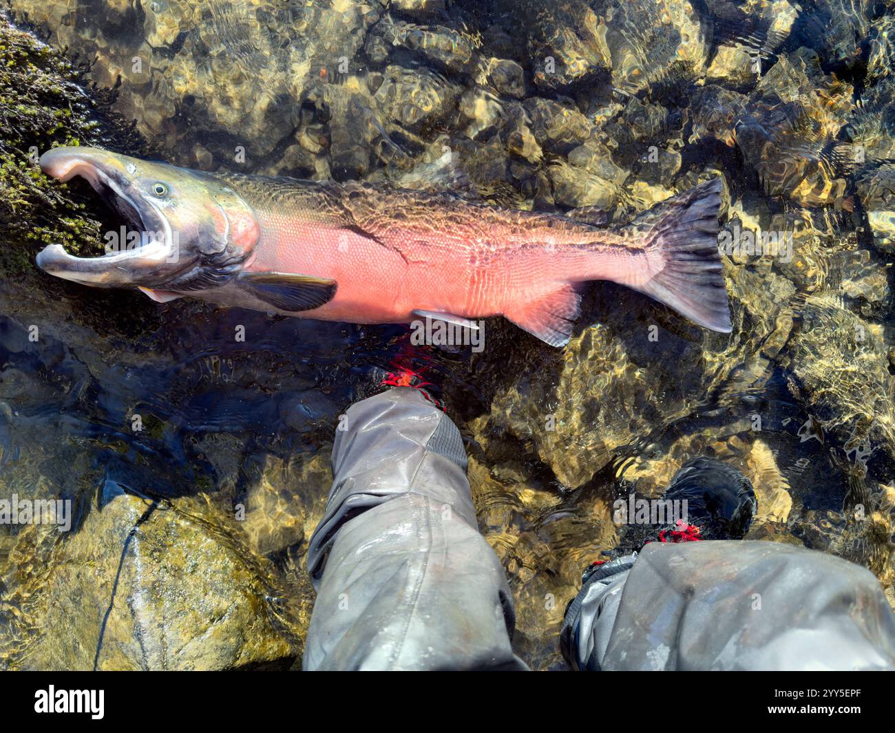 Top view of large Pacific Ocean native Coho or Silver salmon next to fisherman boots on Skagit river in Washington state. - Smartphone Captured Stock Image