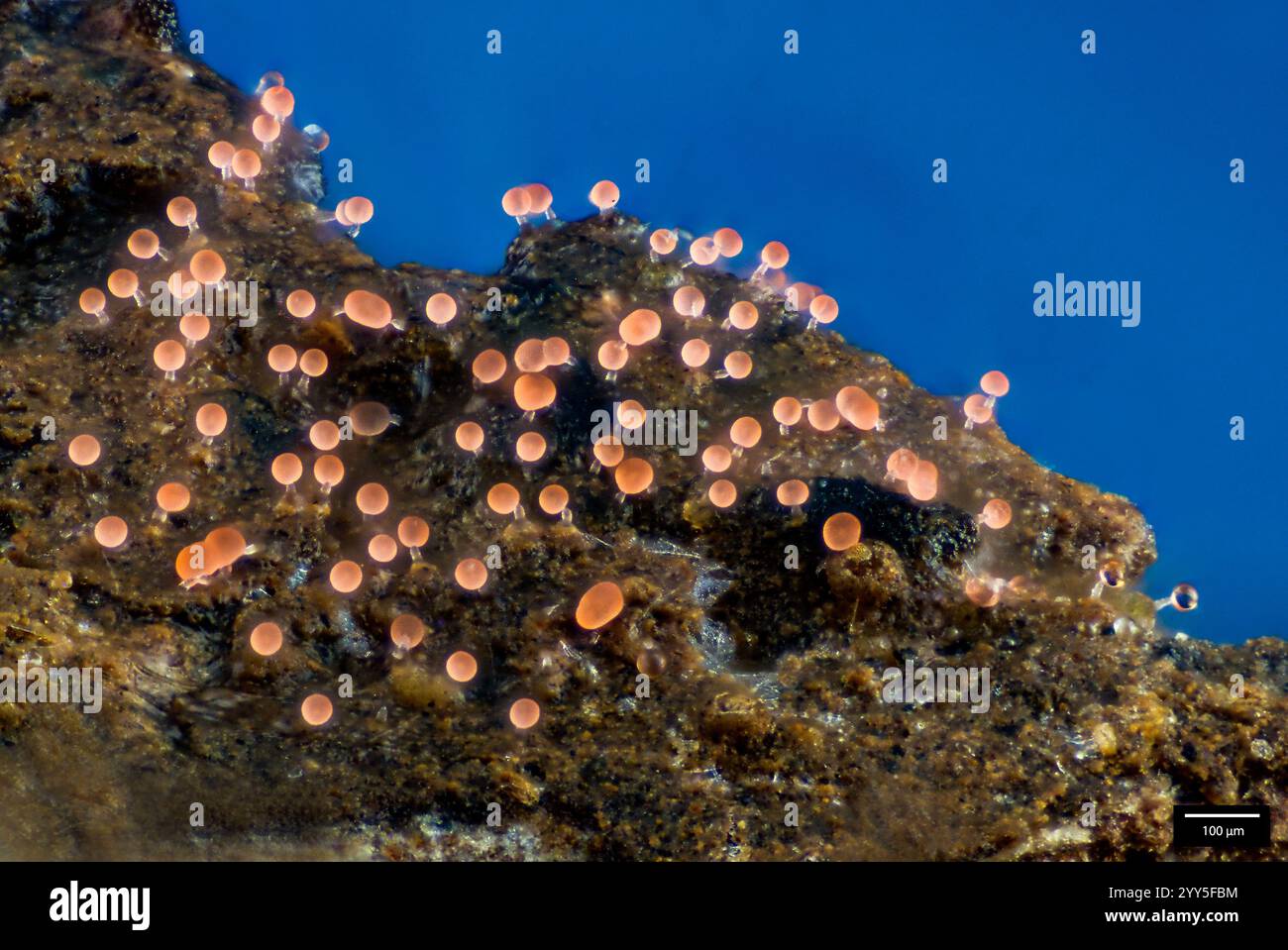 Myxococcus Urease Myxococcus hi-res stock photography and images - Alamy