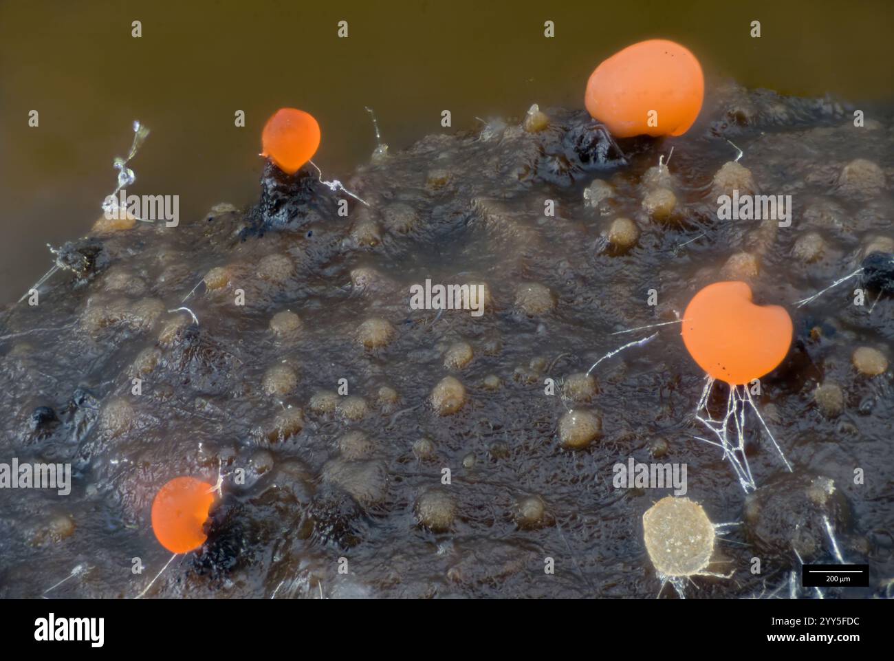 Myxococcus Urease Orange sporangia of myxobacteria (possibly Myxococcus sp.) and cup-dung ...