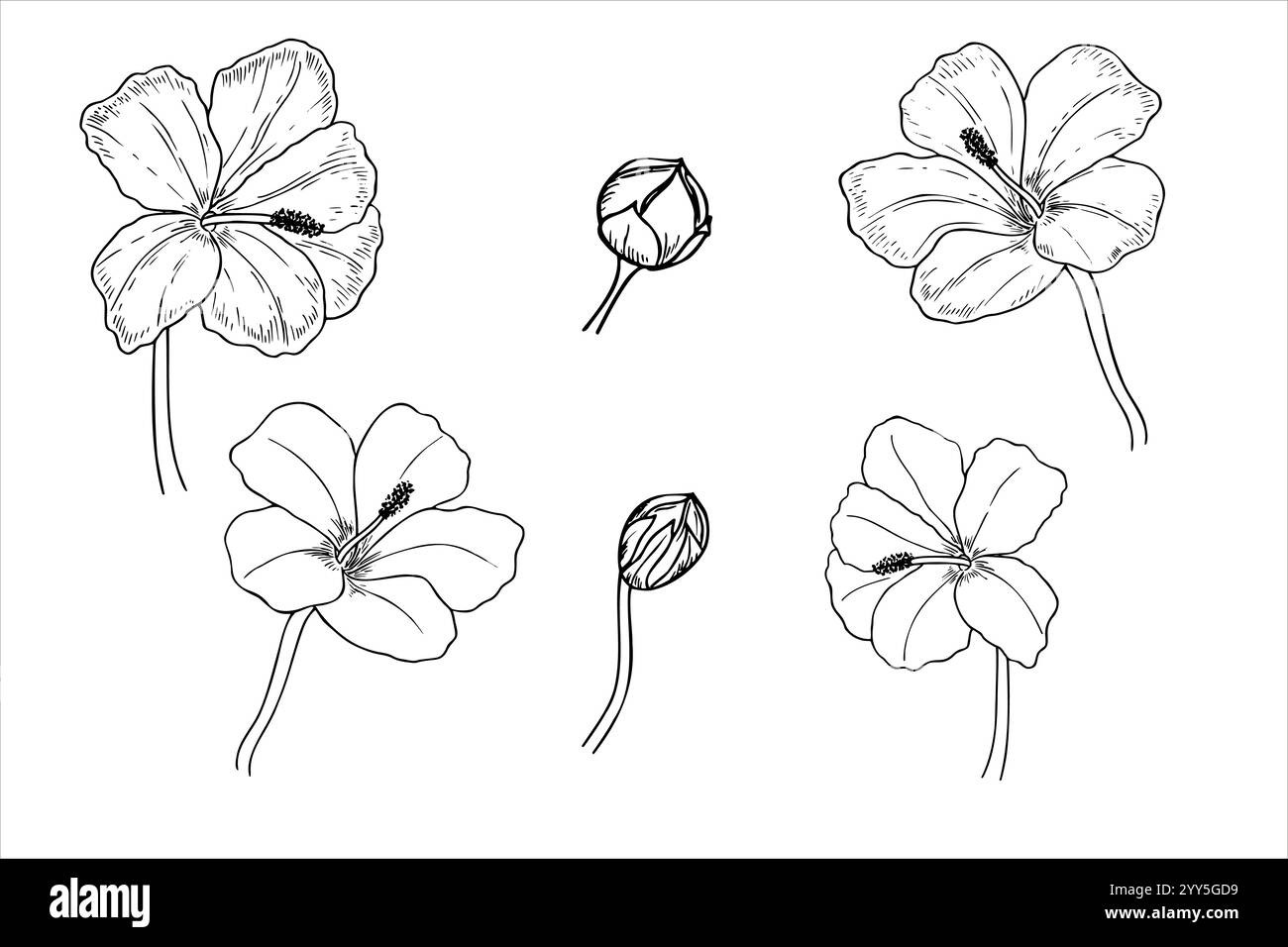 Blooming flowers with buds illustration painted by black inks . Tropical Chinese Rose on stem set monochrome line drawing. Floral element for greeting Stock Vector