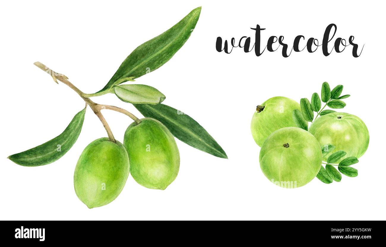 Indian gooseberry illustration Cut Out Stock Images & Pictures - Alamy