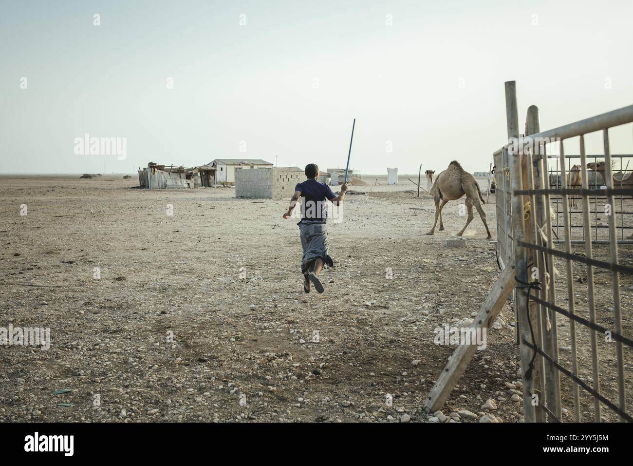 Camel farm Salalah, Dhofar, Oman, Asia Stock Photo