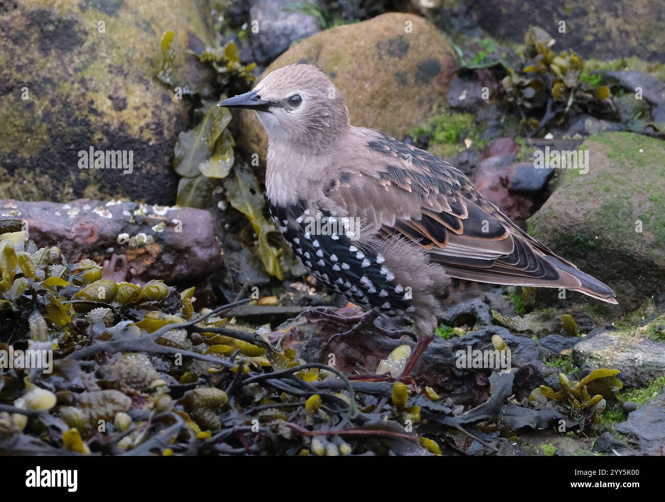 Smaller than Blackbirds, Starlings have a short tail, pointed head and ...
