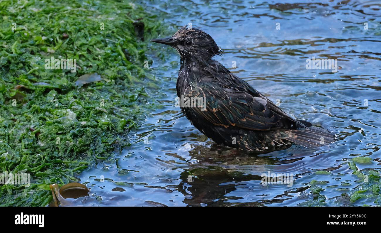 Smaller than Blackbirds, Starlings have a short tail, pointed head and ...
