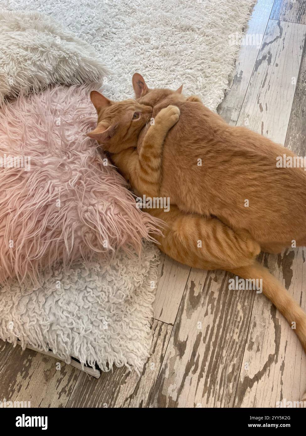 two orange cats play fighting - Smartphone Captured Stock Image