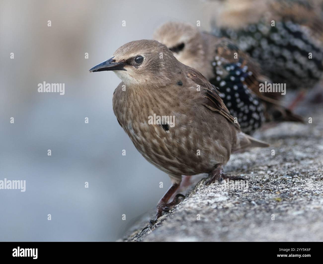 Smaller than Blackbirds, Starlings have a short tail, pointed head and ...