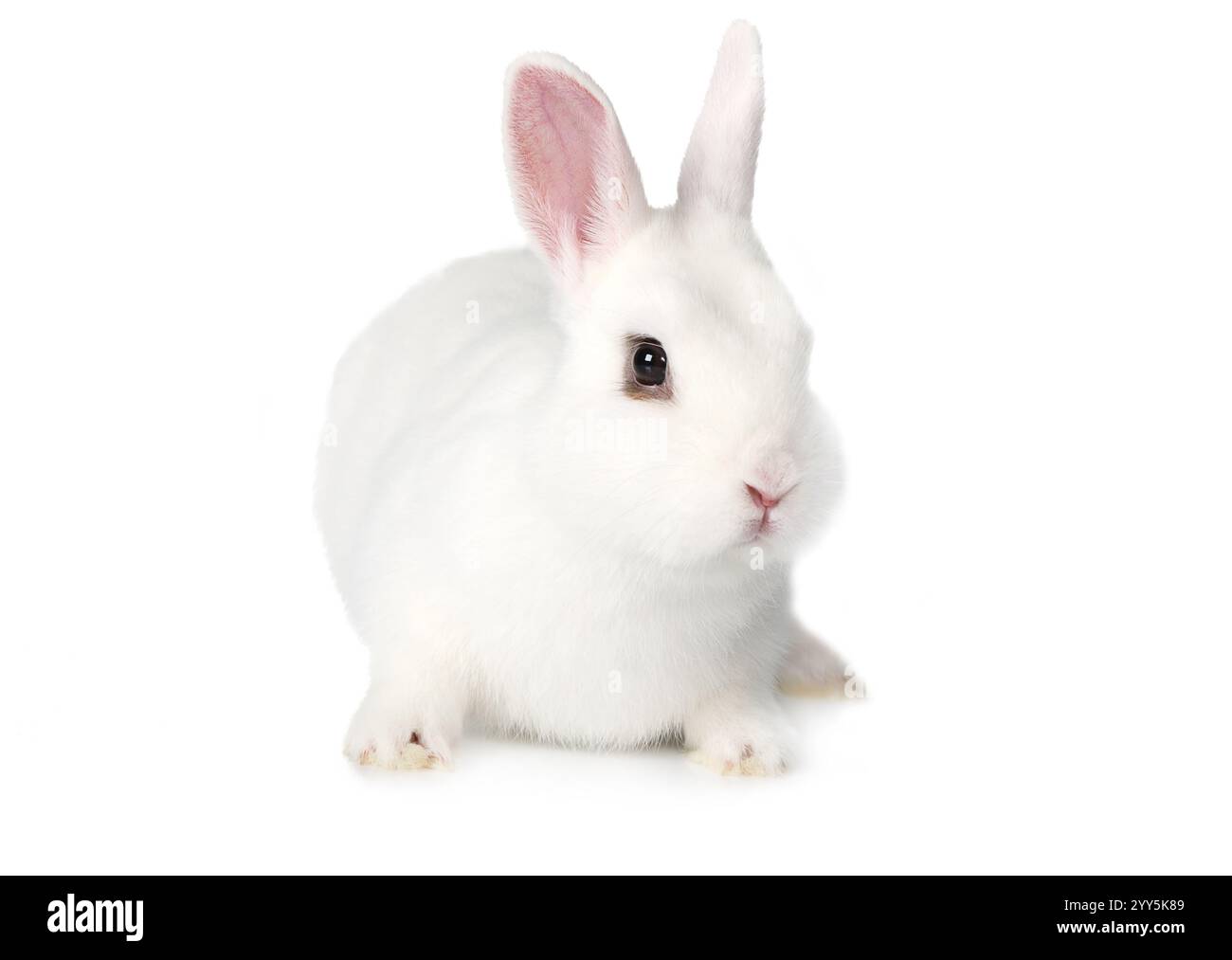 Adorable white fluffy Bunny isolated on white background Stock Photo ...
