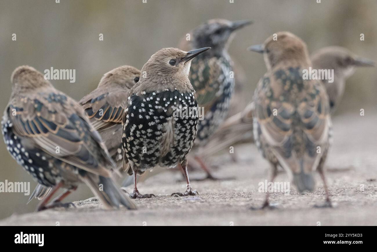 Smaller than Blackbirds, Starlings have a short tail, pointed head and ...