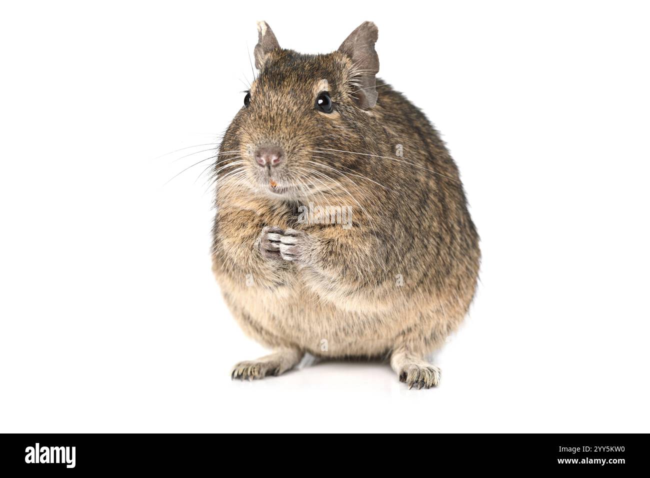 Small degu sitting on hind legs isolated on a white background Stock ...