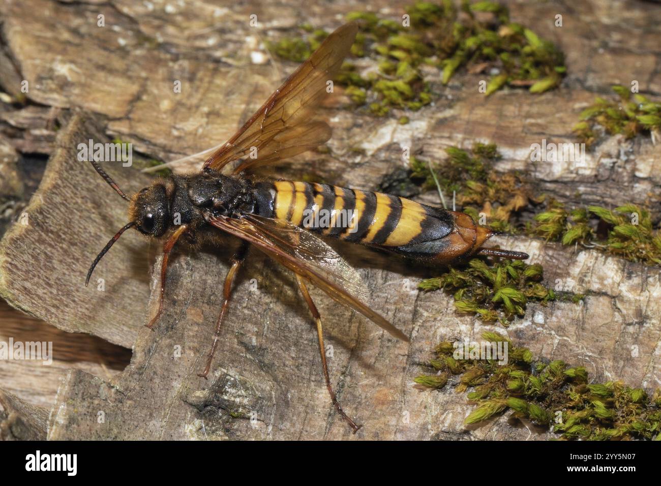 Giant wood wasp with open wings sitting on tree trunk looking left ...
