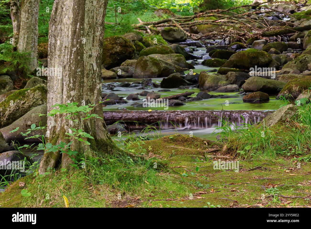 brook in the green forest. grass on the shore. water flows among mossy stones and trees. beautiful parks and outdoors nature background in summer. soo Stock Photo
