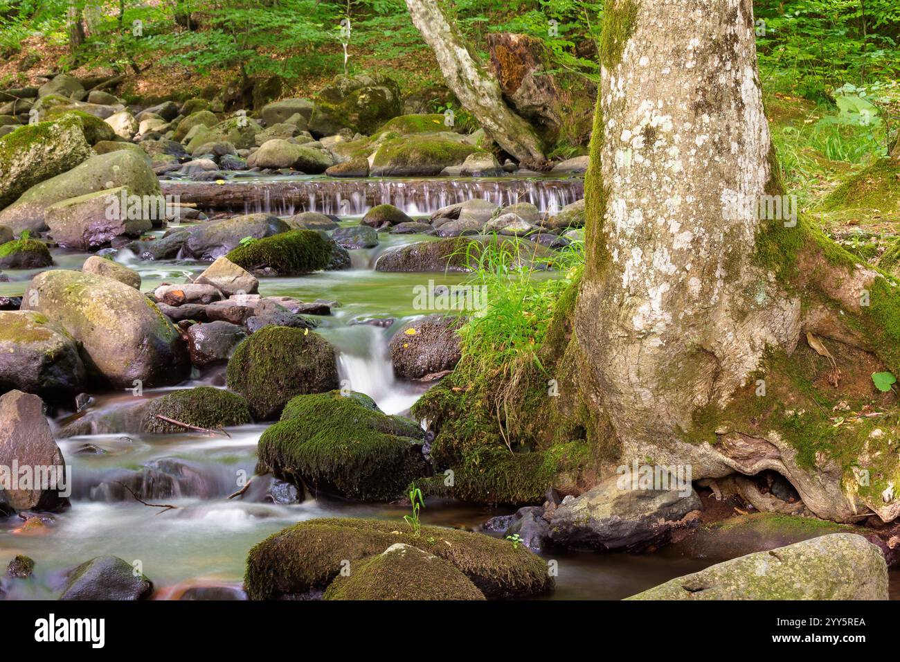 brook in the green forest. water flows among mossy stones and trees. beautiful parks and outdoors nature background in summer Stock Photo