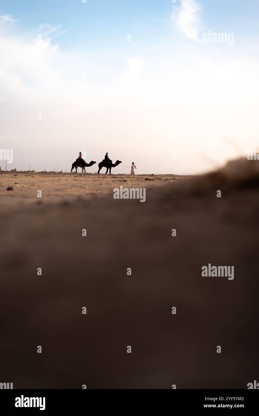 Camels in the desert in Merzouga, Maroc, Novembre 2024, Photographs by Jonathan Cathala - Collectif DR Stock Photo