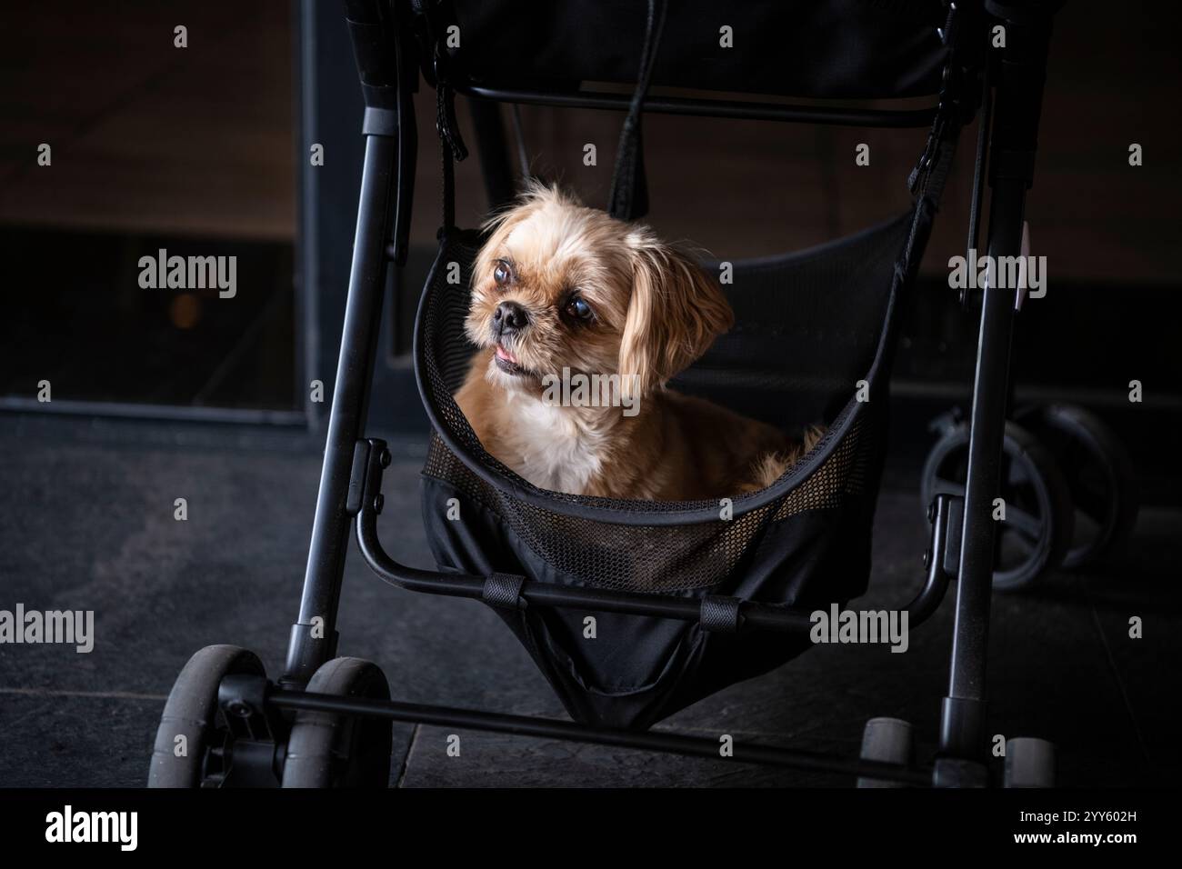Pet stroller hi-res stock photography and images - Alamy