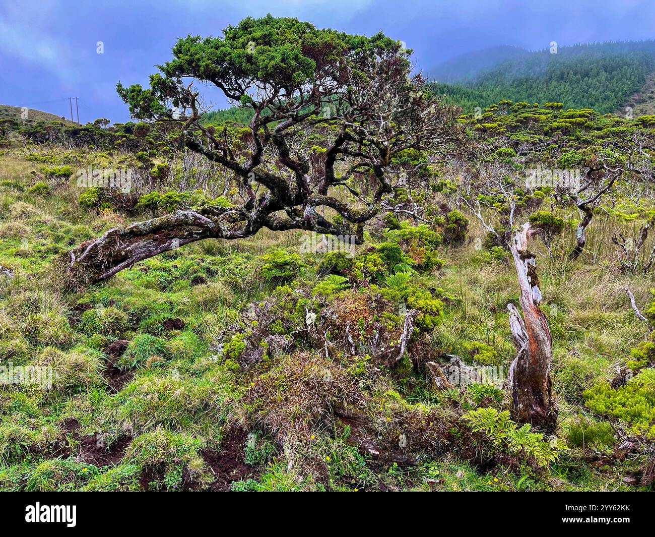 Slag Tree Madalena, Portugal. 26th Sep, 2024. The Misterio da Prainha nature ...
