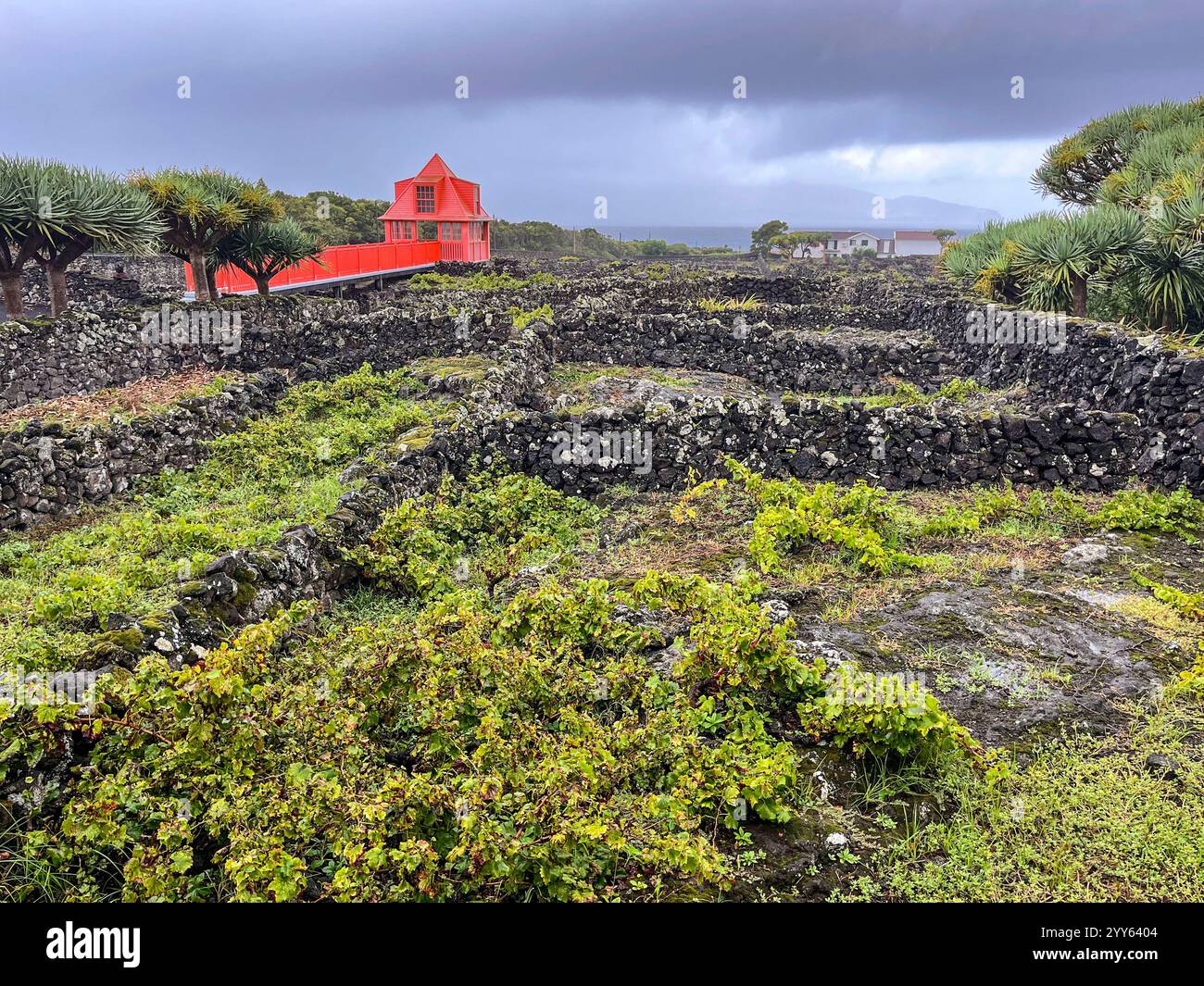 Madalena, Portugal. 29th Sep, 2024. The grounds of the Museo do Vinho ...