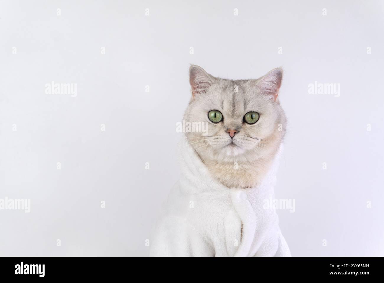 Adorable british shorthair cat in cozy white robe against white ...