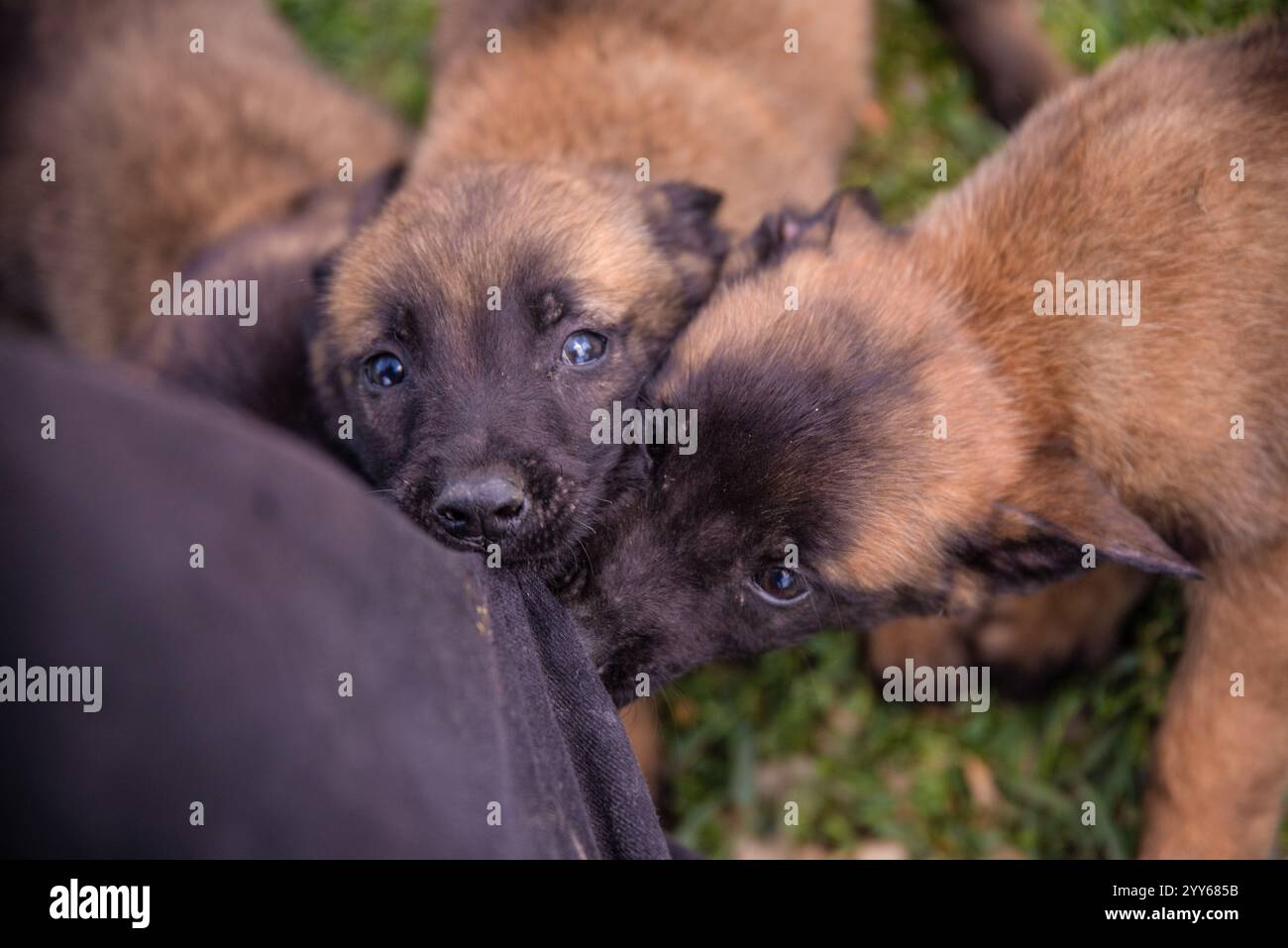 Baby dog belgian malinois practice and train biting a trouser leg Stock Photo