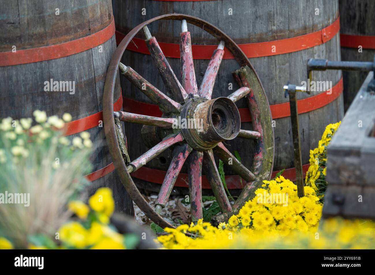 Vintage wooden carriage wheel, leaning against old wooden barrels. Wooden wagon wheels. Yellow flowers in background. Stock Photo