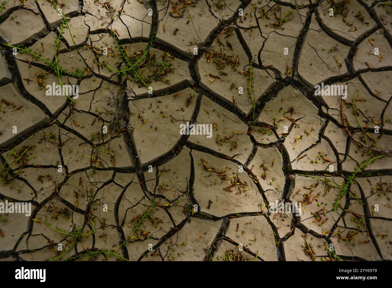 Dried cracked earth soil ground texture background. Mosaic pattern of sunny dried earth with forest greenery on it. Stock Photo