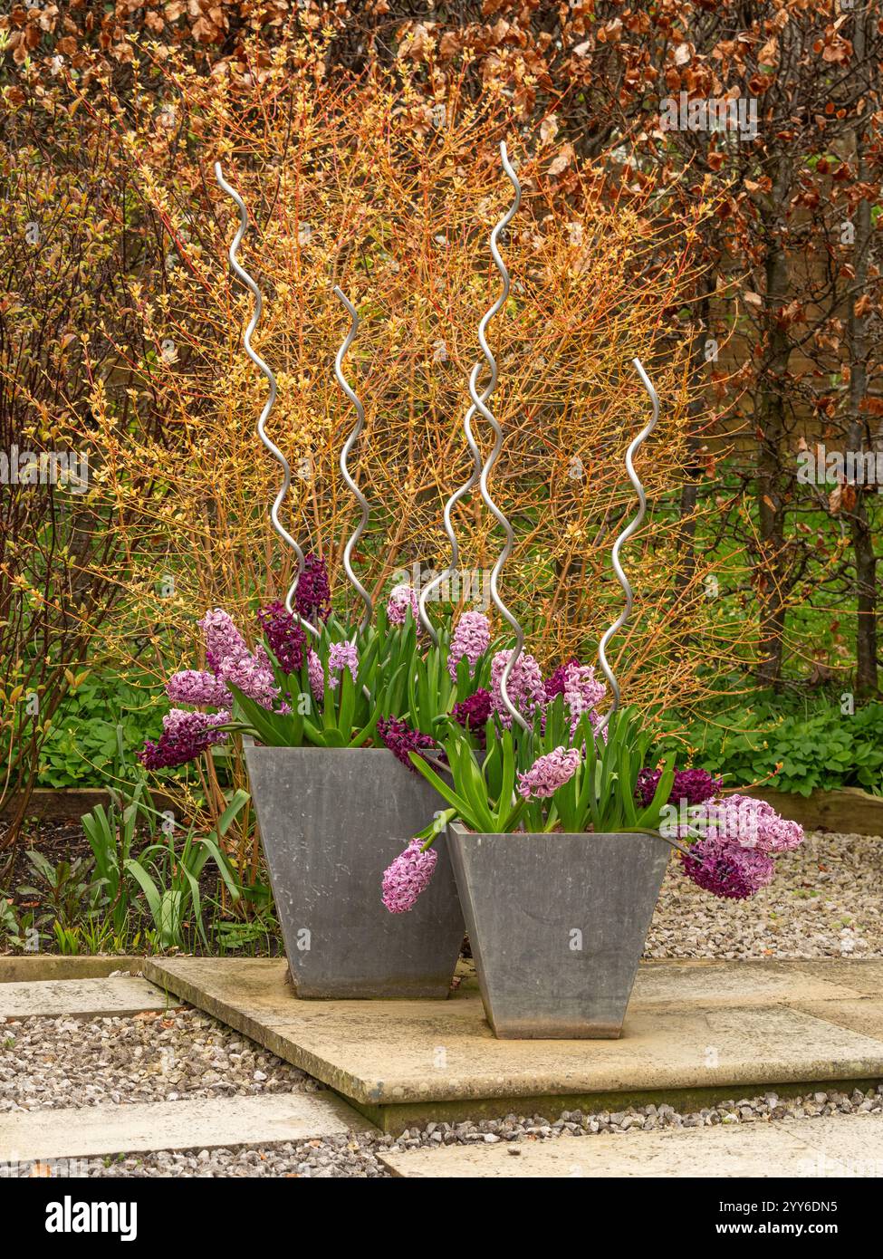 Pink and magenta Hyacinths in square galvanised containers with twisted metal supports. UK Stock Photo