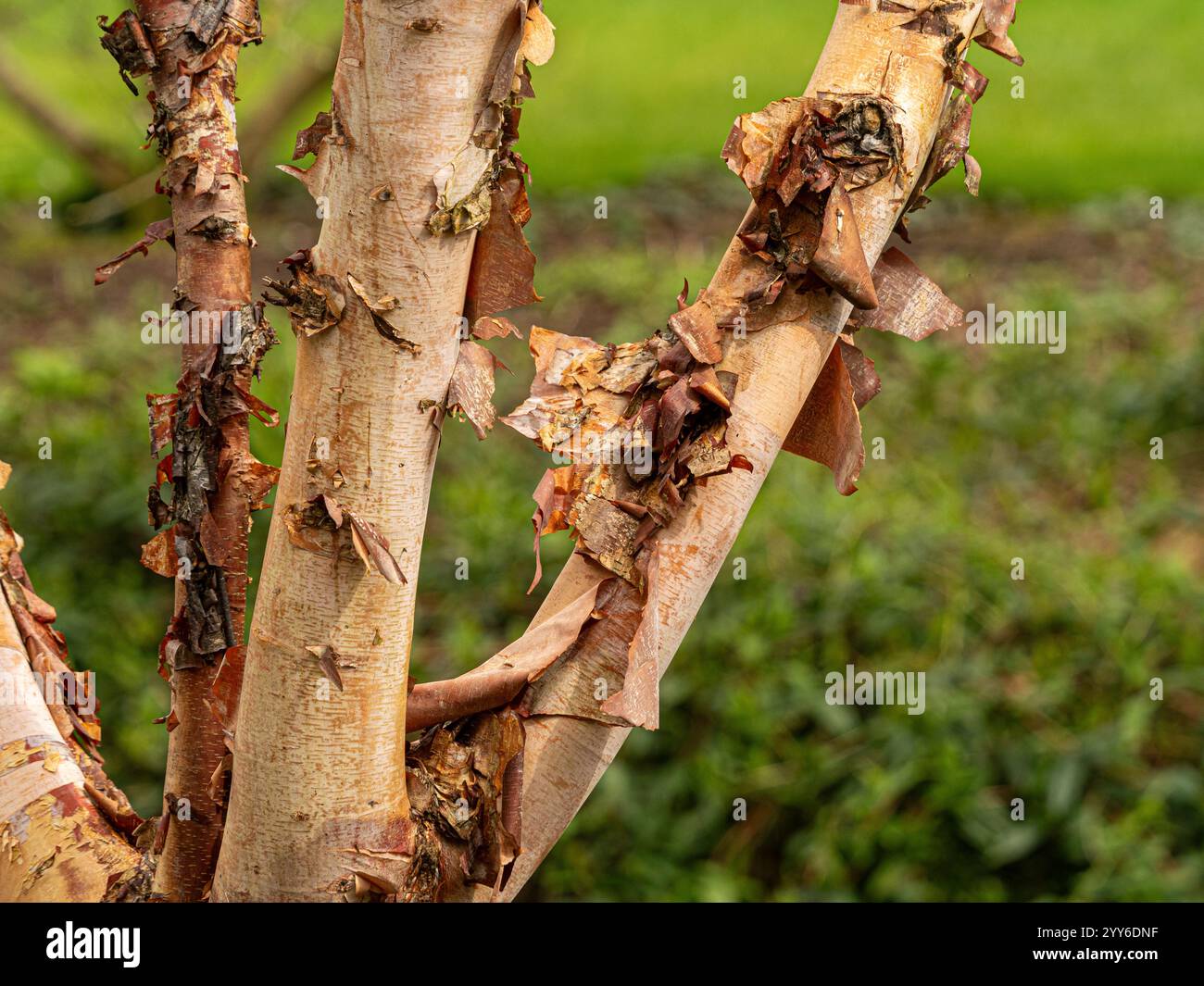 Close-up of the peeling bark of a Betula nigra tree growing in a UK garden. Stock Photo