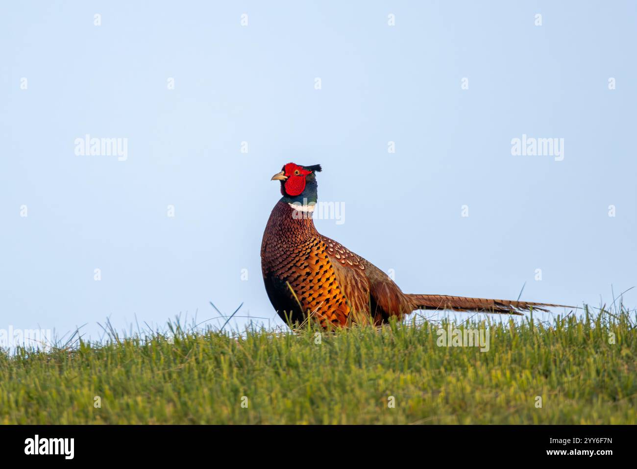 Fasan im Morgenlicht Stock Photo