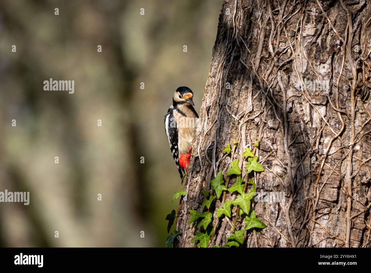 A male, Great spotted woodpecker (Dendrocopos major) perched on a tree branch searching for food. Stock Photo