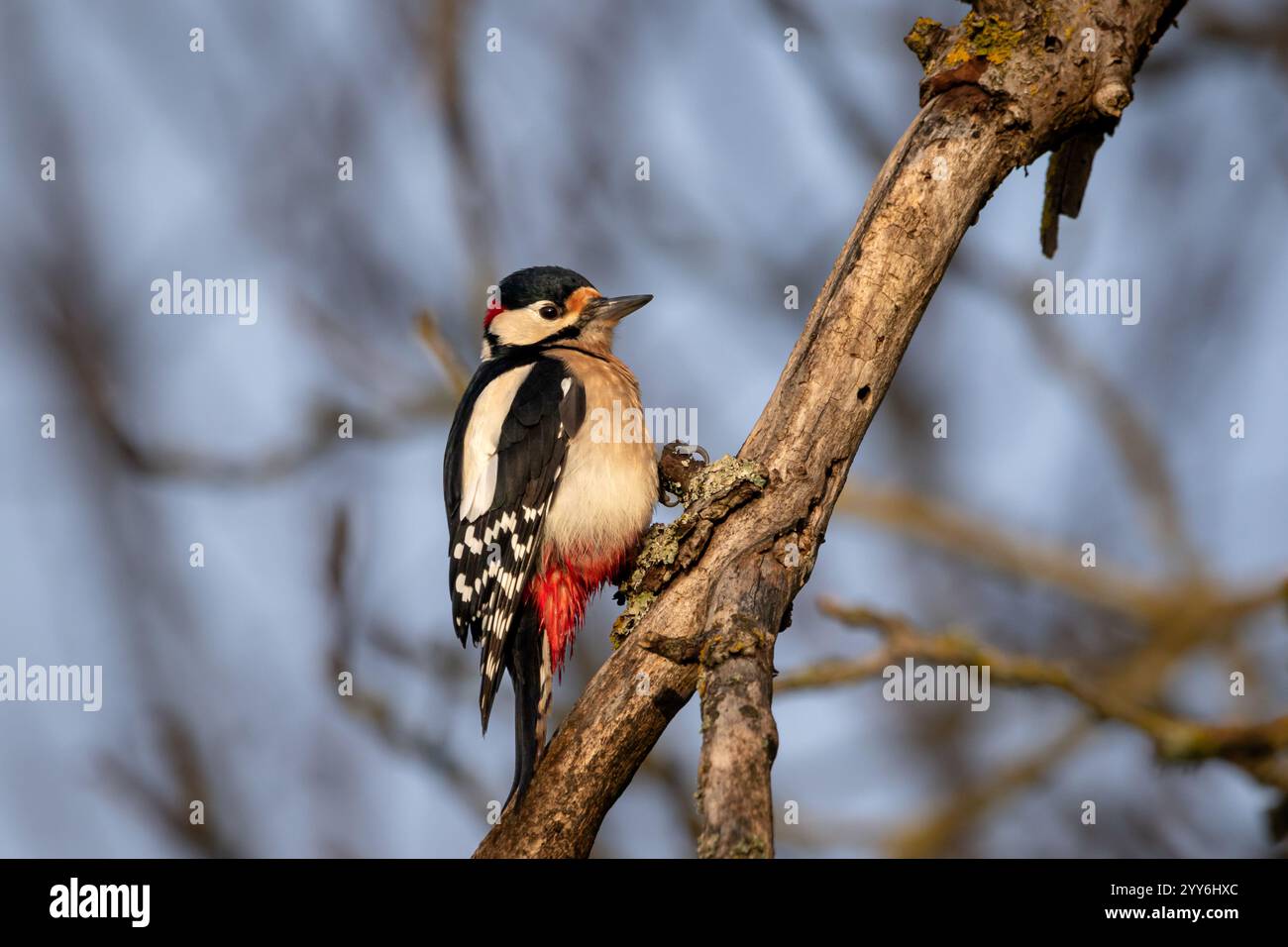 A male, Great spotted woodpecker (Dendrocopos major) perched on a tree branch searching for food. Stock Photo